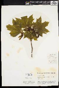 Acer platanoides image