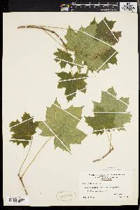 Acer platanoides image