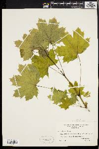 Acer platanoides image