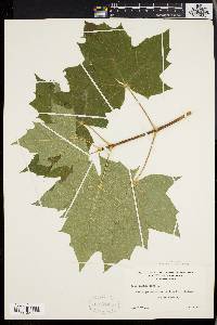 Acer platanoides image