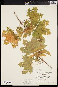 Acer platanoides image