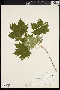 Acer platanoides image