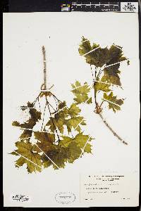 Acer platanoides image