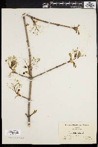 Acer platanoides image