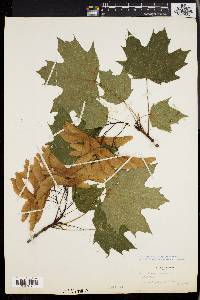 Acer platanoides image