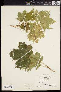 Acer platanoides image