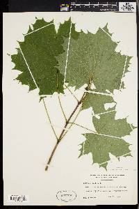 Acer platanoides image