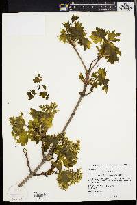 Acer platanoides image