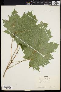 Acer platanoides image