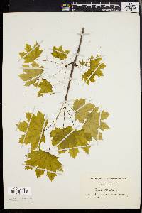 Acer platanoides image