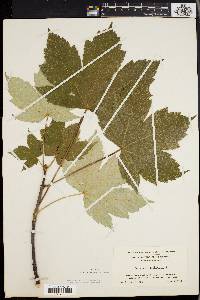 Acer pseudoplatanus image