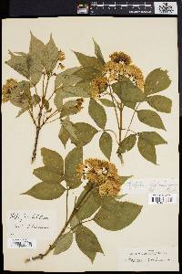 Staphylea colchica image