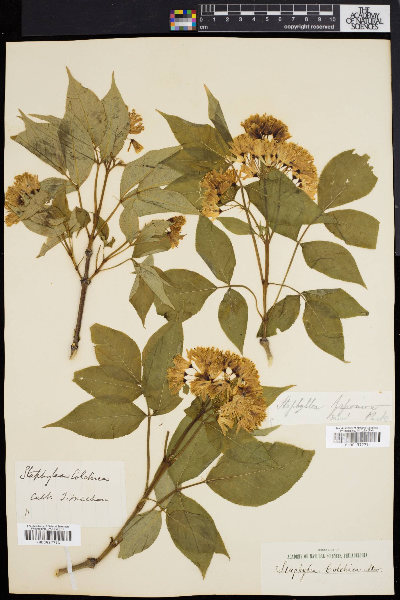 Staphylea colchica image
