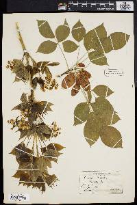 Staphylea trifolia image