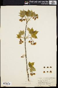 Staphylea trifolia image