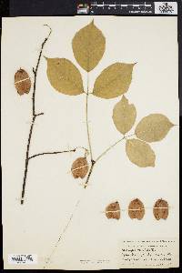 Staphylea trifolia image