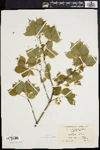 Staphylea trifolia image