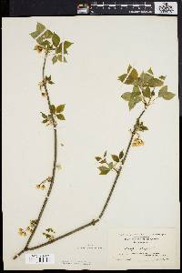 Staphylea trifolia image