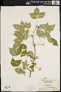 Staphylea trifolia image