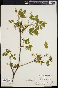 Staphylea trifolia image