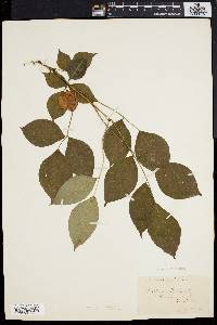 Staphylea trifolia image