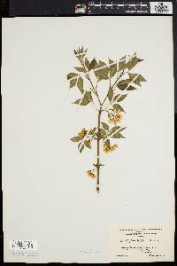 Staphylea trifolia image