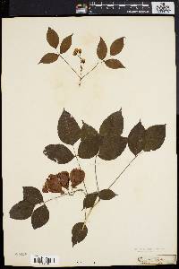 Staphylea trifolia image