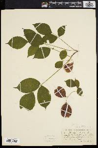 Staphylea trifolia image