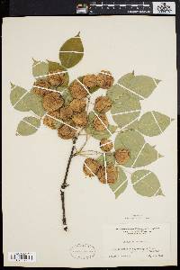 Staphylea trifolia image