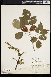 Staphylea trifolia image