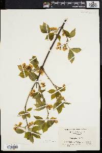 Staphylea trifolia image