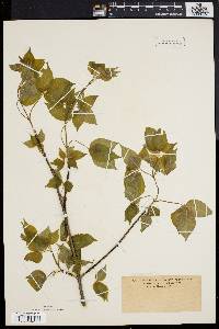 Staphylea trifolia image