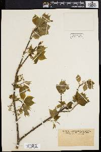 Staphylea trifolia image