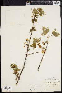 Staphylea trifolia image