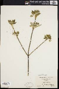 Staphylea trifolia image