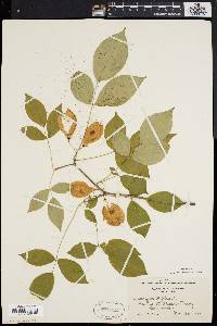 Staphylea trifolia image