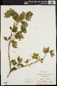 Staphylea trifolia image