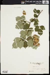 Staphylea trifolia image