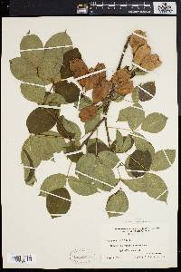 Staphylea trifolia image