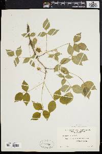 Staphylea trifolia image