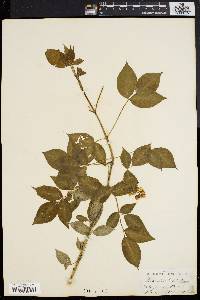 Staphylea trifolia image