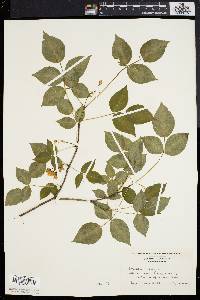 Staphylea trifolia image