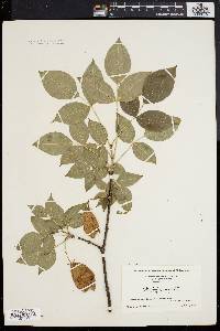 Staphylea trifolia image