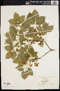 Staphylea trifolia image