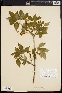 Staphylea trifolia image