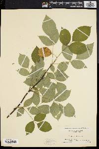 Staphylea trifolia image