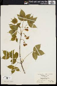 Staphylea trifolia image