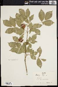 Staphylea trifolia image