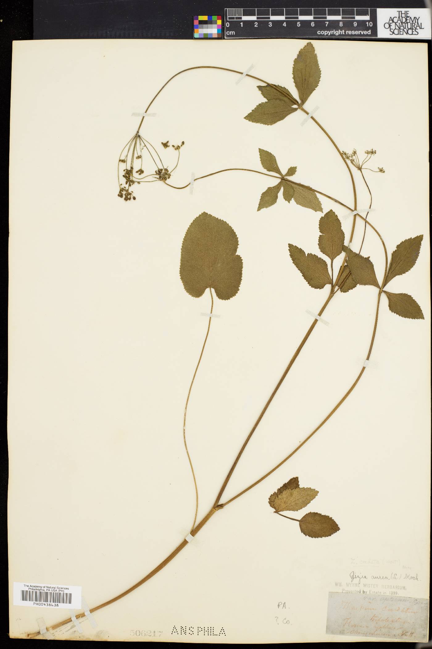 Zizia cordata image