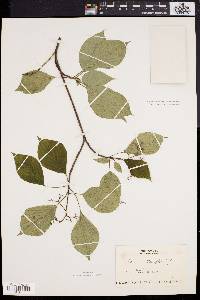 Cornus alternifolia image